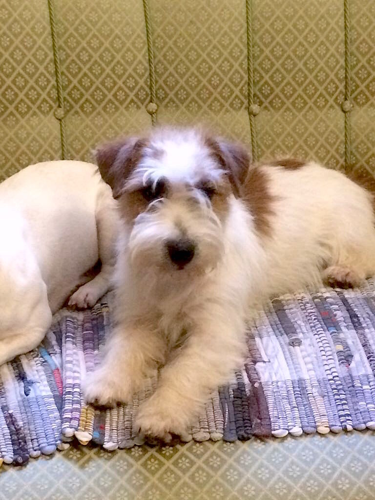 Kaszavolgij-Furge Ralph i nostri jack russell terrier